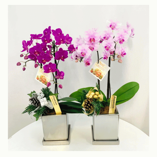 ネット割引品 早割 鉢花 Mix 特集 クローム鉢 4号m2f 年末ギフト 花ギフト お供え 花ギフト 胡蝶蘭 おすすめ おすすめ クリスマス お祝い 鉢花 アウトレット最安価格