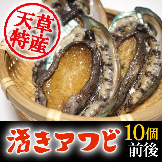 人気カラー再販 天草特産 活きアワビ 1000g 50 Off Diquinsa Com Mx