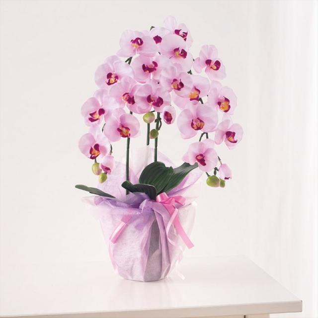 人気満点 ミニ胡蝶蘭ラベンダー 16 Co 1l 21apmok33 259 包装無料 送料無料 Centroprofesorjuanbosch Com