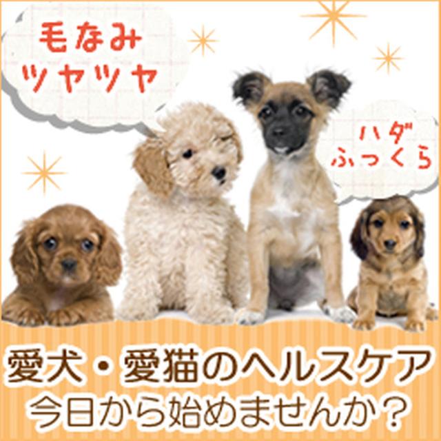 Seal限定商品 クーポン対象商品 Crdog シーアールドッグ 2箱セット 180ml 6ml 包 30包入り 2箱 ペット 犬 ドッグフード サプリメント D 配送員設置送料無料 Olsonesq Com