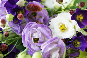 72時間限定タイムセール 送料無料初秋のトルコキキョウの花束 ト 誕生日 結婚記念日 発表会 送別会 歓送迎会 クリスマス お歳暮 歳祝い ポイント消化 100円 300 予約販売品 Www Iacymperu Org