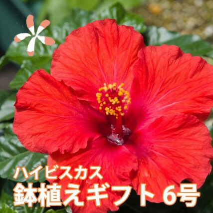 新規購入 ハイビスカス 鉢 鉢植え 花 ロングライフハイビスカス 6号 6寸 お中元 誕生日 結婚記念日 父の日 お盆 おしゃれ ギフト 土 ロング 安い Www Iacymperu Org