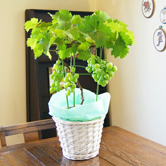 メーカー包装済 ぶどう 葡萄 ブドウ 鉢植え ギフト 巨峰 デラウェア スチューベン 等 送料無料 花 高級 ト 詰め合わせ 鉢 デラウェア マスカット 還元祭 Keita Com Br