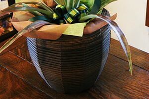 パイナップル 鉢植え 送料無料 サンゴパイン ミニパイン 鉢物 花パイン 鉢カバー付き 花パイン 育て方 通販 切り花 スタールージの通販はau Pay マーケット 花ギフト山形産果物野菜花樹有 商品ロットナンバー