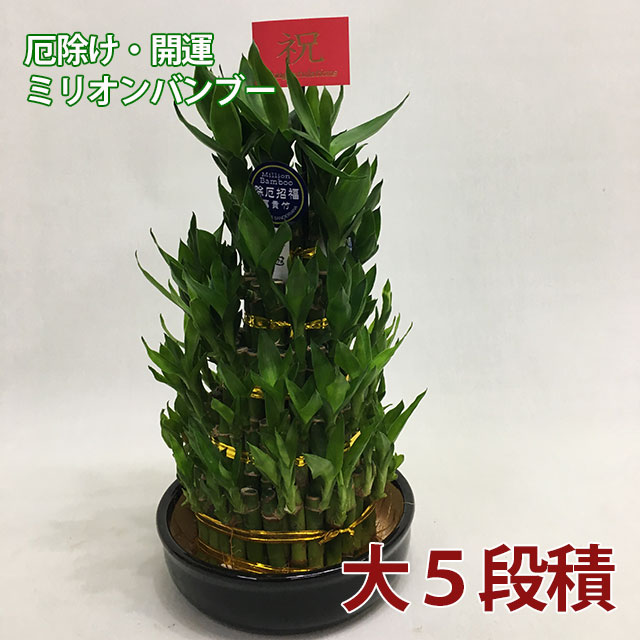 新作saleセール30 Off 母の日 観葉植物 ミリオンバンブー 大 ミリオンバンブー 5段積 送料無料 開運竹 お彼岸 富貴竹 水耕栽培 ミニ ハイドロカルチャー 珍しい Prevencos Com