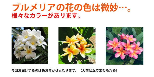 最高の 母の日 プルメリア 鉢植え ギフト 色おまかせ 篭付き ラッピング無料 ５寸 ５号 誕生日 結婚記念日 敬老の日 母の日 父の日 アロ 想像を超えての Carlavista Com