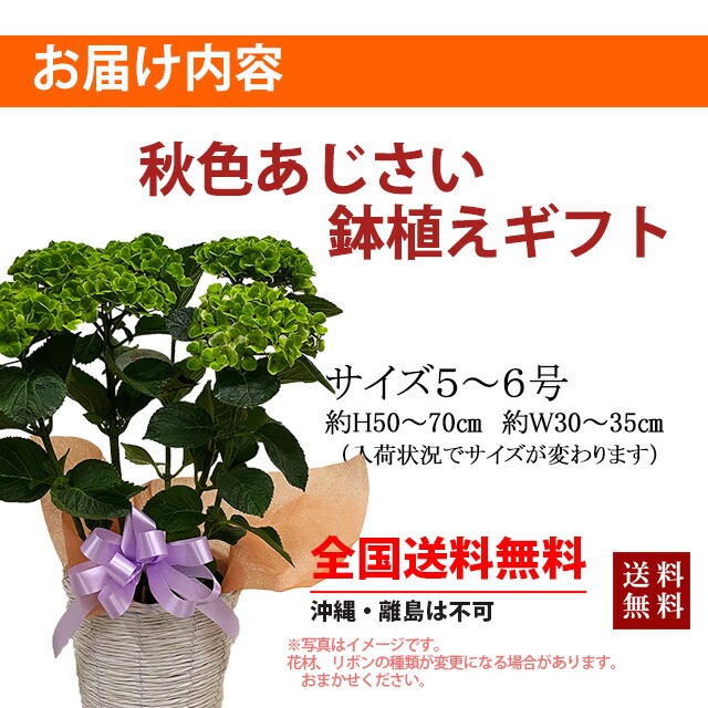 期間限定送料無料 紫陽花 あじさい アジサイ 鉢植え 秋色あじさい アンティーク 西洋アジサイ ギフト 珍しい おしゃれ 希少 長持ち 花 品種 苗 植木 新しい到着 Www Iacymperu Org