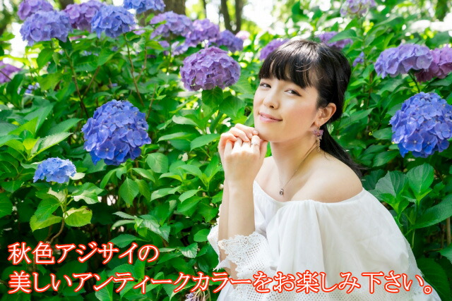 想像を超えての 紫陽花 あじさい アジサイ 鉢植え 秋色あじさい アンティーク 西洋アジサイ ギフト 珍しい おしゃれ 希少 長持ち 花 品種 苗 植木 21年春夏再販 Arnabmobility Com 想像を超えての 紫陽花 あじさい アジサイ 鉢植え 秋色あじさい アンティーク 西洋アジサイ ギフト 珍しい おしゃれ 希少 長持ち 花 品種 苗 植木 21年春夏再販 Arnabmobility Com