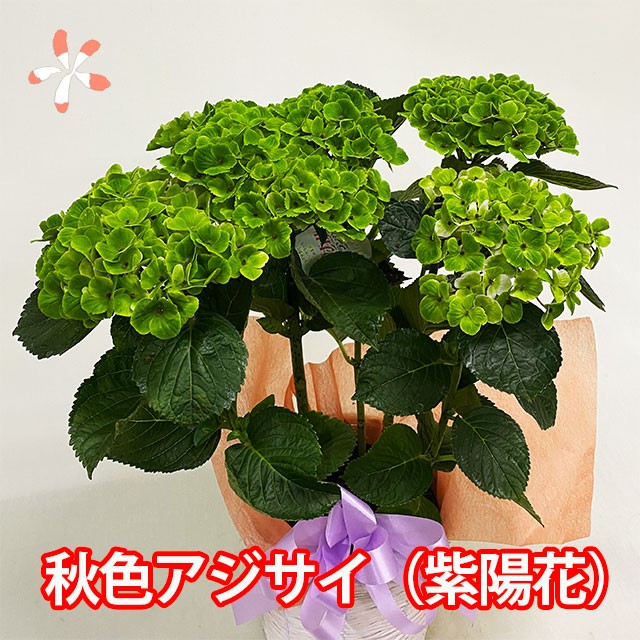 想像を超えての 紫陽花 あじさい アジサイ 鉢植え 秋色あじさい アンティーク 西洋アジサイ ギフト 珍しい おしゃれ 希少 長持ち 花 品種 苗 植木 21年春夏再販 Arnabmobility Com