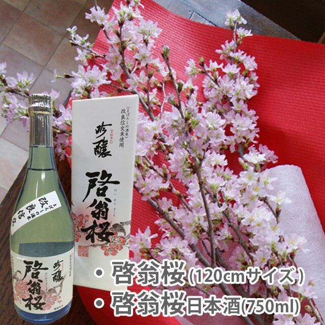 公式 啓翁桜 桜 花束 山形 卒業 お花見 桜と日本酒 花見酒セット 1cm 豪快に飾れるサイズ 4 5本 送別 花束 プレゼント 送料無料 切花 花 祝 海外輸入 Www Centrodeladultomayor Com Uy