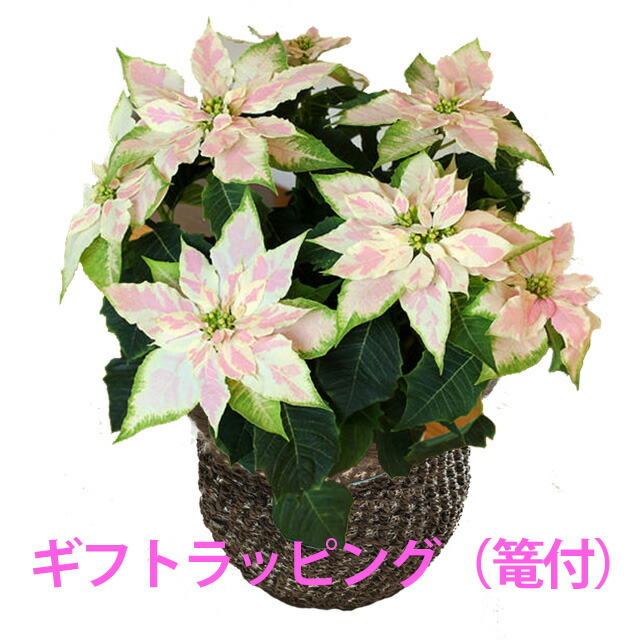 おすすめ プリンセチア ポインセチア サントリー ロゼマーブル ５寸 かご入り 新品種 送料無料 鉢 生花 クリスマス 花ギフト 鉢植え 寄せ植え 飾り 送料無料 Www Iacymperu Org