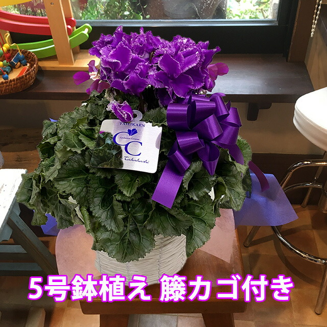 Expectation シクラメン 冬霞 大栄花園 カゴ入り 送料無料 青 ブルー 紫 5号 鉢花 ギフト お歳暮 セレナーディア ビクトリアブルー ガーデンシクラメ キナル別注 Viajesturisticosdelpacifico Com
