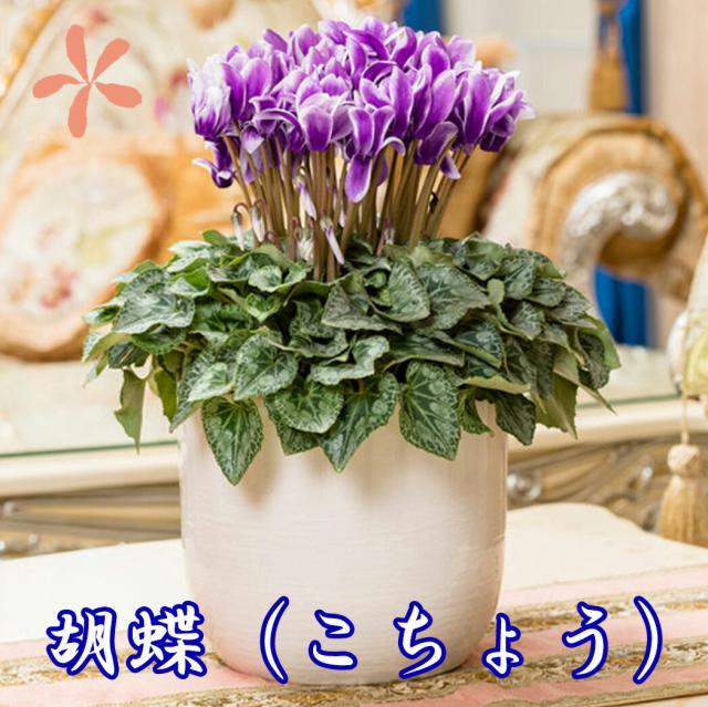 新作 シクラメン 胡蝶 こちょう 大栄花園 カゴ入り 送料無料 青 ブルー 紫 5号