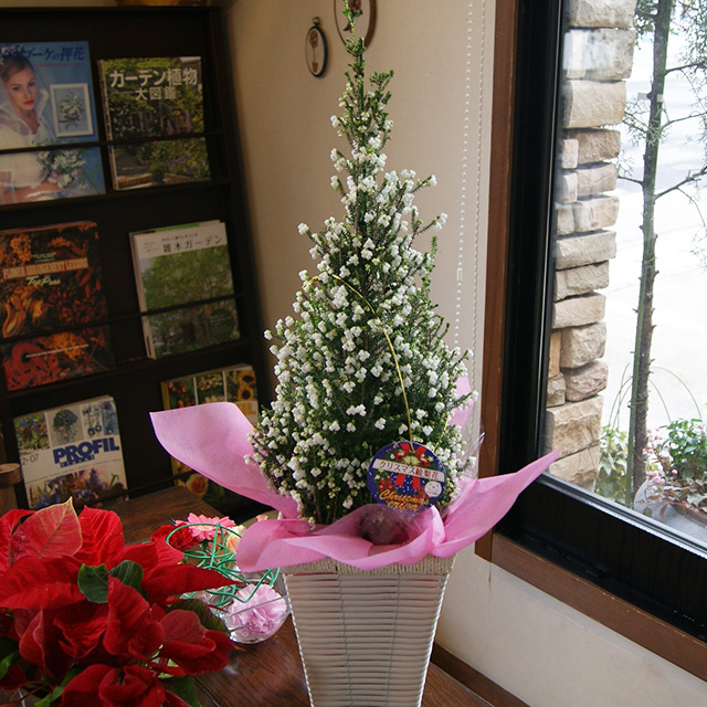 手数料安い エリカ 鉢 スズランエリカ 超特大 8号 クリスマス 絵梨花 鉢植え 高さ約100 110cm 篭付き 誕生日 結婚記念日 クリスマの通販はau Pay マーケット 花ギフト山形産果物野菜花樹有 商品ロットナンバー 格安 Homolog Oifuturoeditais Org Br