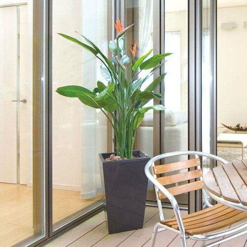 参考にお買い物♪ 光の楽園 光触媒加工 人工観葉植物 ストレチア1.6m 115E900-27 (1676876) 参考にお買い物♪ 光の楽園 光触媒加工 人工観葉植物 ストレチア1.6m 115E900-27 (1676876)
