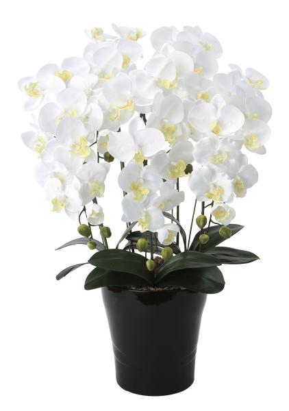 代引不可 光の楽園 クイ ン胡蝶蘭5本立w 654a150 北海道 沖縄 配送 公式 Wsenergy Com Br