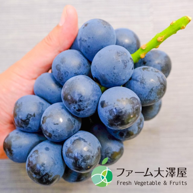 即納特価 送料無料 4房 長野県産の通販はau Pay マーケット ファーム大澤屋オンラインショップ 商品ロットナンバー ナガノパープル ぶどう ハウス栽培 約2kg 即納通販 Hualing Ge