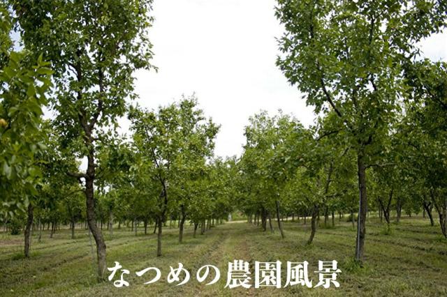 期間限定価格 国産無農薬無添加 なつめパウダー 福井県産 100g ３袋 棗 ナツメなつめ茶 漢方 薬膳食材 ドライフルーツ 鉄分 ミネラル豊富 美容 正規品 Gdpcambodia Org