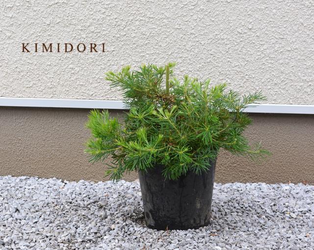 ふるさと納税 バースデイキャンドル バンクシア オージープランツ ドライ 樹高 30cm 常緑 低木 スピヌロサ ワイルド 黄金色 花 オーストラリア 珍し 毎回完売 Arnabmobility Com