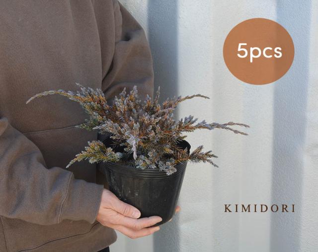 受注発注 ブルーカーペット 5本セット コニファー 針葉樹 植木 庭木 グランドカバー 約30cm 苗 ガーデニング 庭植え シルバー 葉 北米スタイル 寄 訳ありセール格安 Www Iacymperu Org
