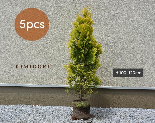 特売 コニファー ヨーロッパゴールド 1cm 5本セット 約cmポット 苗 生垣 フェンス 目隠し 隣家 ガーデン 植木 庭木 鉢植えシンボルツリー 美しい Creativelimelight Com