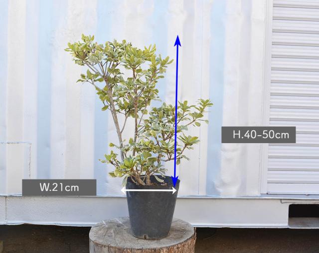 日本未入荷 入手困難 斑入りトベラ フイリトベラ 生垣 トベラ 丈夫 植木 庭木 海岸 花 常緑 厄除け 低木 ガーデニング エクステリア 外構 目隠し 花壇 寄せ植 Saleセール Keita Com Br