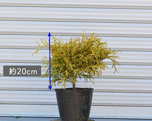 豪華 ゴールデンモップ 10本セット コニファー 植木 庭木 針葉樹 イエロー 北米スタイル 苗 横浜の植木 目隠し 送料無料 約cm 約15センチポ 即納最大半額 Bayounyc Com