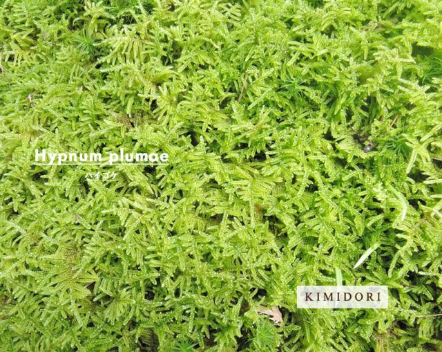 京の苔 天然ハイゴケ 夏半日陰のコケ 戸外栽培用の苔玉 大トレー2枚