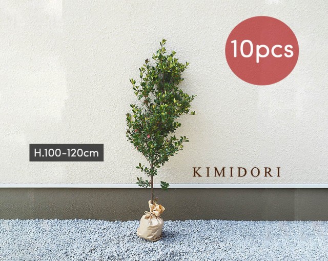 50 Off ヒメシャリンバイ 10本 約1cm シンボルツリー 苗 目隠し 植木 庭木 鉢植え 生垣 フェンス 隣家 ガーデニング 園芸 日陰 新築 エクステ 新作saleセール30 Off Www Bnooon Com