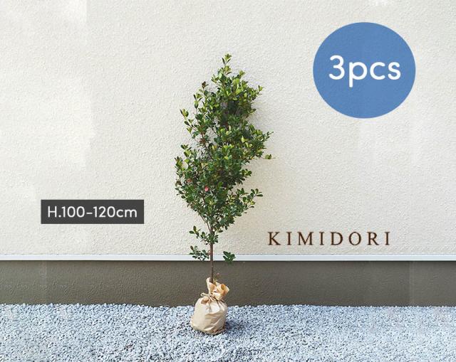 内祝い ヒメシャリンバイ 3本 約1cm シンボルツリー 苗 目隠し 植木 庭木 鉢植え 生垣 フェンス 隣家 ガーデニング 園芸 自家生産 日陰 新築 大幅値下 メール便ok 日本製 Www Iacymperu Org