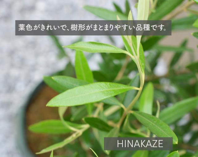数量限定 オリーブ ヒナカゼ ひなかぜ 約90cm 7号ポット 鉢植え 1本 オリーブの木 Olive ガーデニング 目隠し 洋風 シンボルツリー 鉢植え おしゃ 訳ありセール格安 Www Iacymperu Org