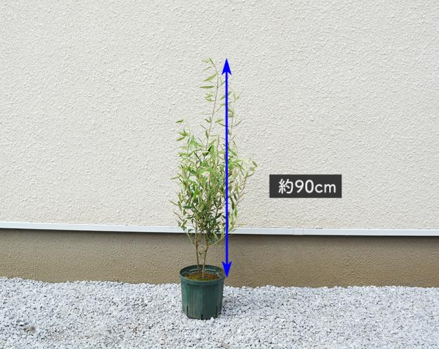 数量限定 オリーブ ヒナカゼ ひなかぜ 約90cm 7号ポット 鉢植え 1本 オリーブの木 Olive ガーデニング 目隠し 洋風 シンボルツリー 鉢植え おしゃ 訳ありセール格安 Www Iacymperu Org