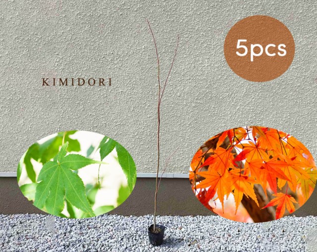 代引不可 イロハモミジ 苗 5本セット 紅葉 もみじ 樹高 約100cm 植木 庭木 シンボルツリー ナチュラル 庭植え 秋 植物 葉 新緑 春 もみじ ガーデニ 21超人気 Carlavista Com