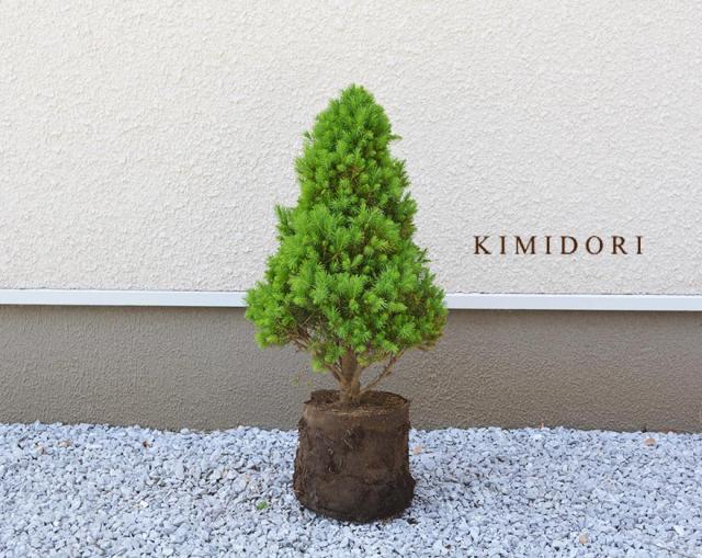 メーカー包装済 コニファー コニカ シンボルツリー コンパクト 樹高 約60cm 鉢植え 成長 遅い かわいい 玄関 庭 苗 ベランダ 省スペース クリスマスツリ 楽天市場 Viajesturisticosdelpacifico Com