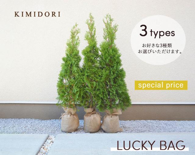 24時間限定 コニファー ラッキーバッグ 福袋 選べる3種類 お得なセット シンボルツリー エレガンテシマ エメラルド マホニア みきドワーフ フイリマ 100 本物保証 Iacymperu Org