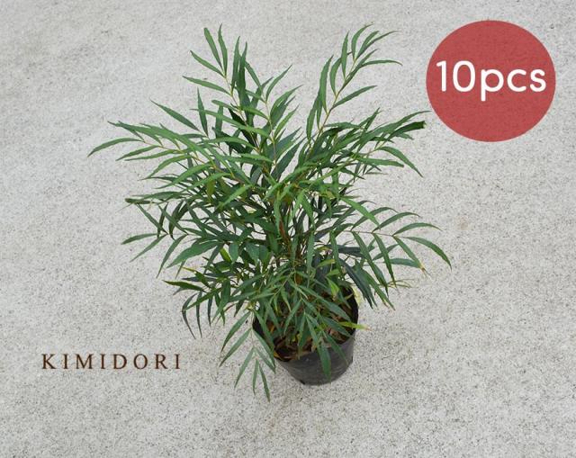セール 登場から人気沸騰 庭木 植木 ガーデニング おしゃれ 低木 10個セット 約30 40cm マホニアコンフューサ 苗 細葉マホニア ヒイラギナンテン 観葉植物 苗木 その他ガーデニング Easyjapanese Org セール 登場から人気沸騰 庭木 植木 ガーデニング おしゃれ 低木 10個セット 約30 40cm マホニアコンフューサ 苗 細葉マホニア ヒイラギナンテン 観葉植物 苗木 その他ガーデニング Easyjapanese Org