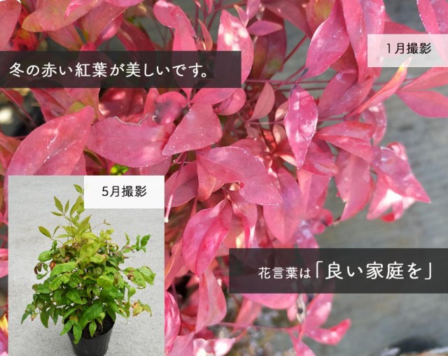 ほとんどの オタフクナンテン 花壇 寄せ植え 初心者 丈夫 おすすめ の通販はau Pay マーケット 樹緑 Kimidori 商品ロット 10本セット 南天 低木 ギフト 紅葉 和モダン 寄せ植え 縁起 花言葉 ガーデニング になるよう