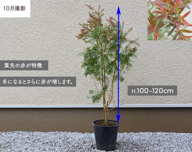 良好品 約100cm レッドジェム メラレウカ 人気 エクステ ガーデニング 庭木 目隠し シンボルツリー 苗木 苗 植木 花 鉢植え 観葉植物 おしゃれ その他ガーデニング Whatisagpo Com