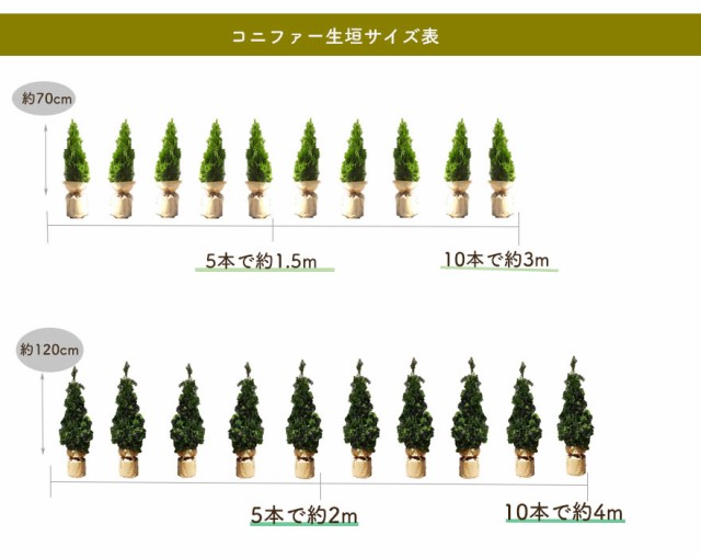 しめます ヒメシャリンバイ 隣家 ガーデニング 園芸 日陰 新築 エクステリの通販はau Pay マーケット 樹緑 Kimidori 商品ロットナ 5本 約1cm シンボルツリー 苗 目隠し 植木 庭木 鉢植え 生垣 フェンス してくださ