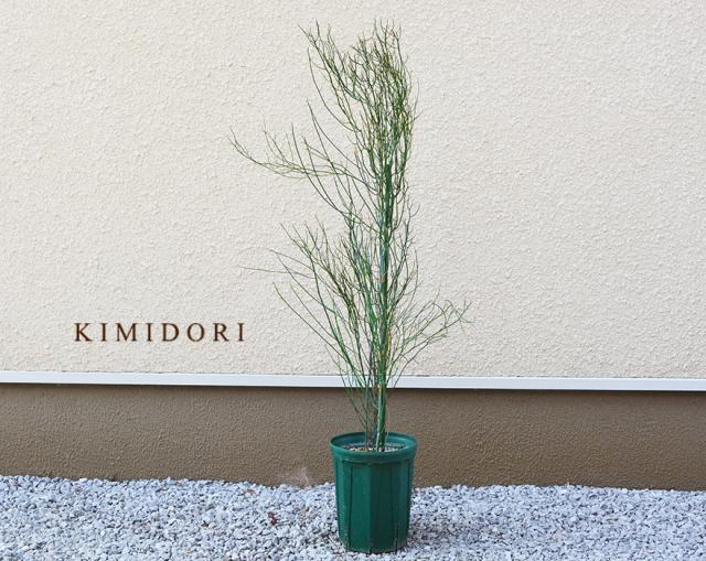 Offクーポン 植木 オーストラリア 庭木 オージープランツ かっこいい 個性的 約100cm シンボルツリー オージープランツ スピネセンス おしゃれ 庭木 アカシア ガーデニング かっこいい グッチ 銀座 三越