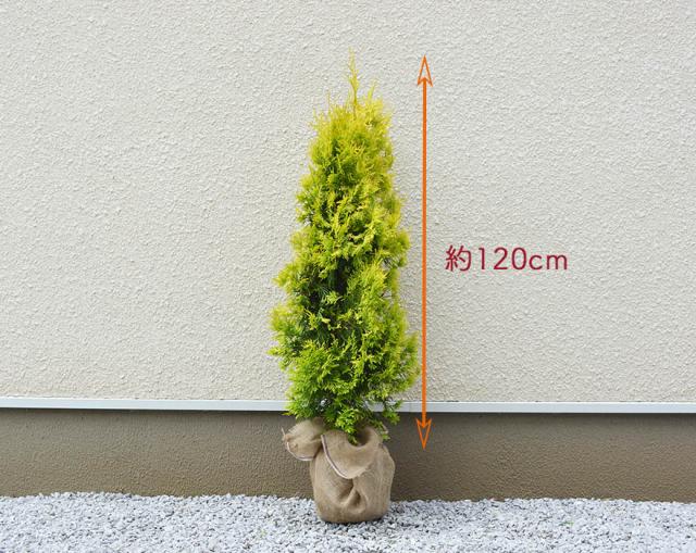 数量限定 コニファー ヨーロッパゴールド 1cm 約cmポット 1本 苗 生垣 ガーデン 植木 目隠し フェンス 隣家 鉢植え 庭木 シンボルツリー ガー 大特価アウトレット Arnabmobility Com