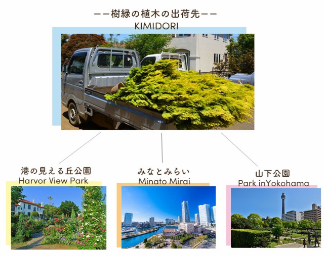 ほとんどの オタフクナンテン 花壇 寄せ植え 初心者 丈夫 おすすめ の通販はau Pay マーケット 樹緑 Kimidori 商品ロット 10本セット 南天 低木 ギフト 紅葉 和モダン 寄せ植え 縁起 花言葉 ガーデニング になるよう