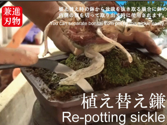 50 Off 盆栽 道具 盆栽道具 共柄植え替え鎌 大 兼進作 270mm 65x Bonsai メーカー希望小売価格から30 Off Carlavista Com