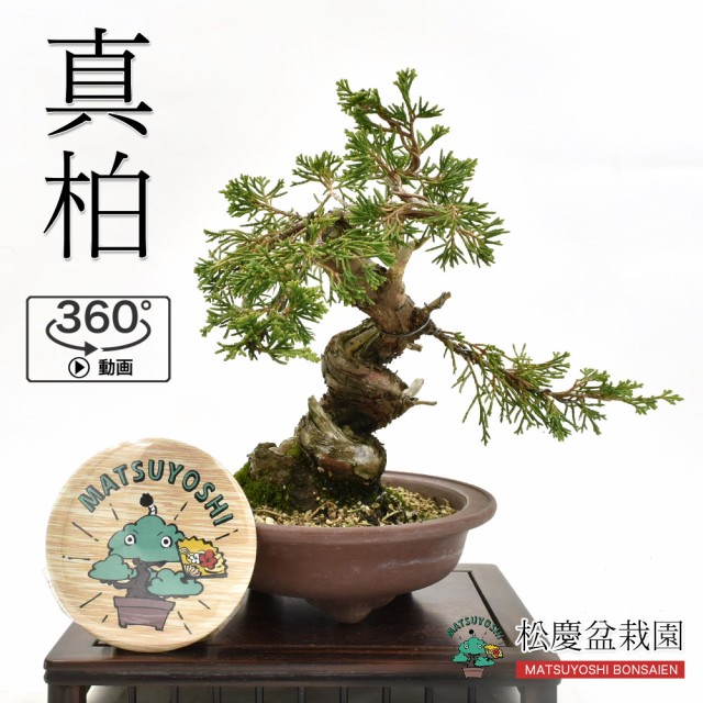 超特価セール 盆栽 真柏 小品盆栽 しんぱく 現物販売 Bonsai 早割クーポン Upik Ac Ug