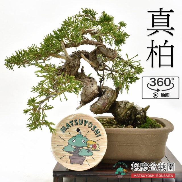 他店圧倒価格 最安値に挑戦 盆栽 真柏 小品盆栽 しんぱく 現物販売 Bonsai 新着商品 Grupovegadiaz Com