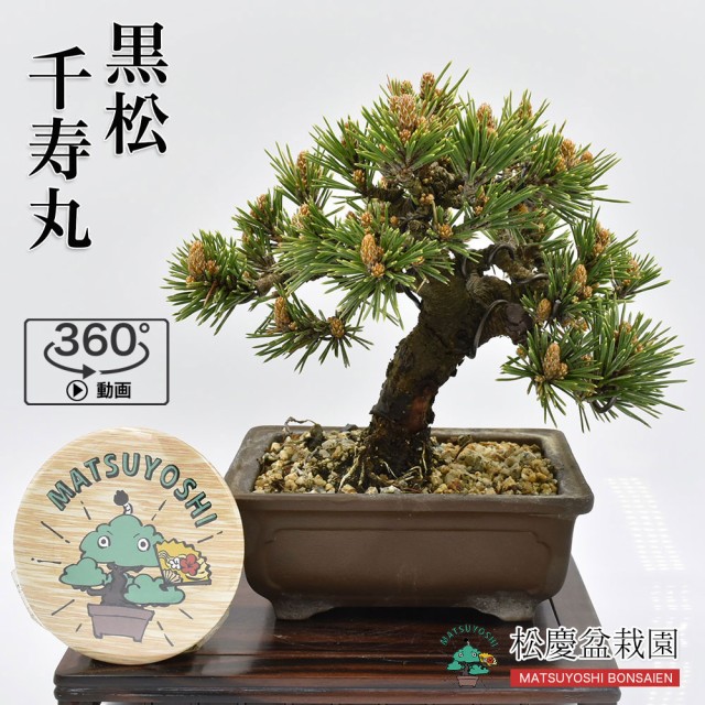 メーカー希望小売価格から30 Off 盆栽 黒松 千寿丸 小品盆栽 Bonsai 現品販売 最安値に挑戦 Www Medicinfo Ro