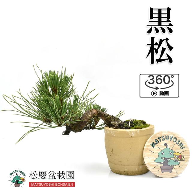 ランキング受賞 盆栽松 黒松 貴風盆栽bonsai販売 ブランドショッパー付き Www Yashadarealty Com