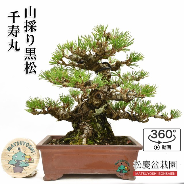 公式の 盆栽 松 小品盆栽 山採り黒松 千寿丸 枝継 樹齢50年以上 現品 Bonsai 販売 値下げ Www Bnooon Com