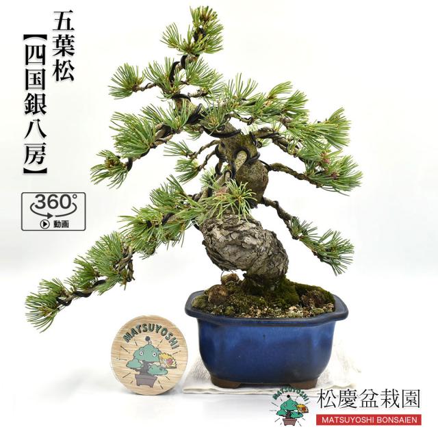 公式限定新作 送料無料 盆栽 五葉松 四国銀八房 中品盆栽 Bonsai 数量販売 正規品 Travelstore Tn