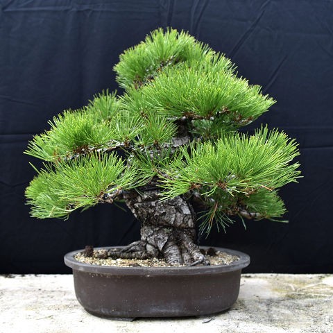 盆栽 黒松 大品盆栽 松 Bonsai 販売の通販はau Pay マーケット 松慶盆栽園 商品ロットナンバー